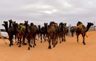 جائزة الملك عبدالعزيز لمزايين الإبل تبدأ تحكيم جَمال ٢٥ منقية من المجاهيم فئة الثلاثين