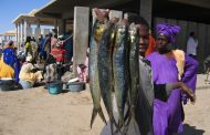 حركة متوسطة داخل اسواق السمك في نواكشوط