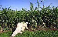 تعاون تركي – سوداني في مجال الاستثمار الزراعي