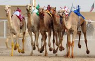 تألق كبير للسعودية  في بطولة الكويت الدولية لسباقات الهجن