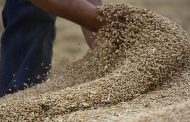السعودية تشتري 545 ألف طن من القمح بـ135.1 مليون دولار