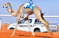 بمشاركة قرابة 2500 من المطايا ..   الاتحاد السعودي للهجن يعلن برنامج مهرجان الملك عبد العزيز للإبل بالصياهد في نسخته الثالثة
