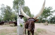 حانات خاصة لحليب الأبقار في رواندا !!!